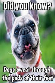 Amazing Fun Facts About Dogs Fun Facts About Dogs Dog Facts Dog Biting