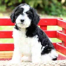 Shop with afterpay on eligible items. Standard Schnoodle For Sale Online