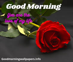 Find & download free graphic resources for red rose. Good Morning Rose Wallpaper Romantic Hd Images Free Download