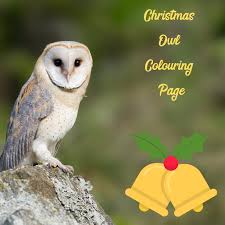 Owls are unique and fascinating raptors, but identifying them can be a challenge. Cute Christmas Owl Colouring Page Thrifty Mommas Tips