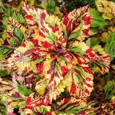 Image result for Coleus sylvestris