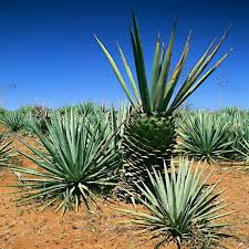 Image result for Agave sisalana