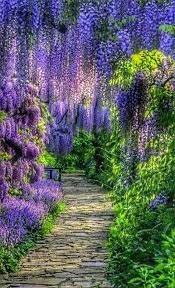 Pin By حکمت On حکمت Beautiful Flowers Flower Video Flowers Photography