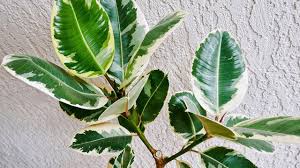 How To Make A Rubber Tree Rubber Plant Ficus Elastica Branch Out Joy Us Garden Youtube