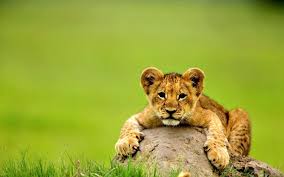 See more ideas about iphone wallpaper, wallpaper, phone wallpaper. Cute Baby Animal Wallpapers 72 Background Pictures