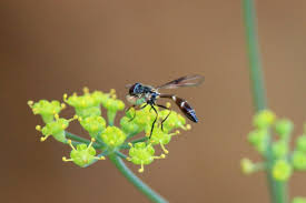 Image result for Cola clavata