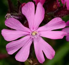 Image result for Silene abyssinica