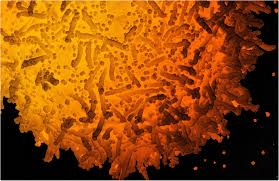 Explore literature, identify clinical trials, and compounds used in them. N501y Mutation In Sars Cov 2 Responsible For Increased Viral Transmission