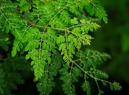 Image result for Moringa