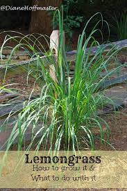 In sawdust, they grow fewer but larger mushrooms. Lemongrass How To Grow It And What To Do With It Lemongrass Plant Lemon Grass Plants