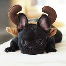 Thick placentas to carry babies and puppies, healthy tissue to developing fetus. Cute Frenchie Puppy French Bulldog Cute Animals Cute Baby Animals Baby Animals