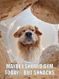 Trupanion scoured their database of more than 600,000 insured pets to determine the top 10 puppy names of 2021. 17 Funny Pet Memes About Quarantine By Comedy Pet Photo Awards Laptrinhx News