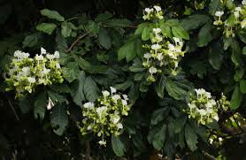 Image result for Berlinia grandiflora