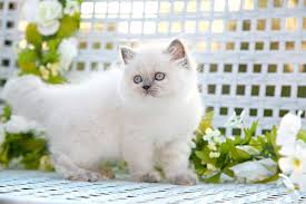The coat in pointed cats is. 50 Very Awesome White Himalayan Cat Photos And Pictures