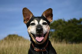 Unlike other residential training programmes, our puppy boot camp is run from expert trainer robin james's family home to create a stress free. 14 Things Your Dog Trainer Wishes You Knew La Fun Paw Care