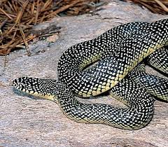 Black And Yellow Snake North Texas Agfc Species Details Pet Snake Reptile Snakes Beautiful Snakes