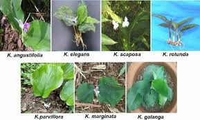 Image result for Kaempferia