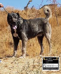 Damizlik Kangal Erkekleri