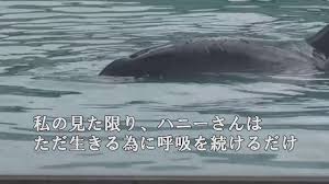 2年もの間 閉館した 犬吠埼マリンパーク の汚れたプールにひとりぼっちで置き去りにされていたイルカのハニーが亡くなる 9ポスト