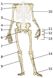 The bones mentioned in each human skeleton chart are: Anatomy And Physiology Bone Quiz Anatomy Drawing Diagram