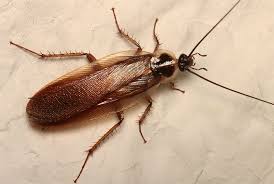 How To Get Rid Of Wood Roaches Best Way To Keep Them Away Rid How To Get Rid Diy Pest Control