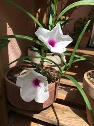 Image result for Ipomoea welwitschii
