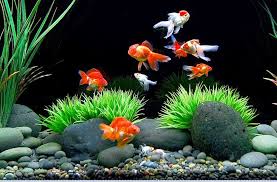 Cara Desain Hiasan Aquarium Untuk Ikan Koki Yang Baik Dan Sesuai Standar Perawatan