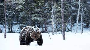 Researchers report on how they manage to do this. Hibernation What S Going On For Grizzly Bears In Winter Grizzly Bear Conservation