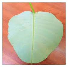 Image result for Parquetina calophylla