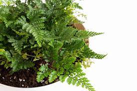 Black rabbitâ€™s foot fern, squirrel foot general information and care: Growing Davallia Species Indoors