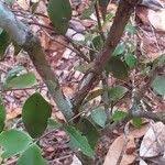 Image result for Strychnos henningsii