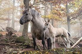 En 1886, cheval blanc décroche sa seconde médaille d'or à l'exposition universelle d'anvers > en savoir plus Domestication Du Cheval Wikipedia