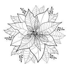 Poinsettia Plant Vector Poinsettia Flower Or Christmas Star In Black Isolated On White Outline F Poinsettia Flower Christmas Coloring Pages Star Illustration