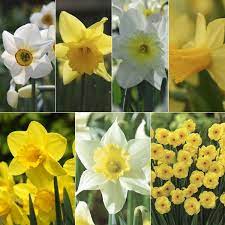 Buy 6 Months Of Daffodils Collection Narcissus Up To 6 Months Of Daffodils Delivery By Crocus Co Uk Daffodils Narcissus Fall Bulbs