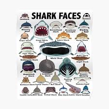 Shop shark teeth posters and art prints created by independent artists from around the globe. Love Shark Faces Posters Redbubble