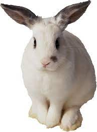 White Rabbit Png Image Rabbit Png Rabbit Animals