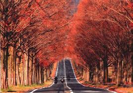 關西賞楓穴場 不為人知的絕美紅葉景點10選 日本 關西 旅行酒吧