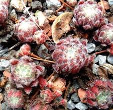 Image result for Umbilicus botryoides