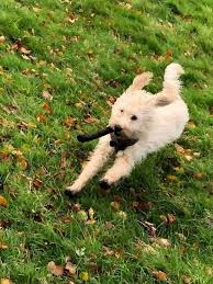 Add a gift receipt with prices hidden. Mum Terrified As Labradoodle Puppy Stolen At Knifepoint Days Before Christmas Mirror Online
