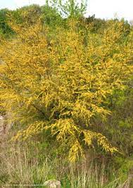 It blooms summer through fall with orange and yellow flowers. Texas Native Plants Database