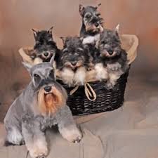 Page Not Found Miniature Schnauzers And Miniature Schnauzer Breeder Schnauzer Puppy Puppies Mini Schnauzer Puppies