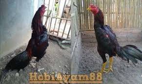 Ayam Wiring Galih