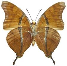 Image result for Leptoderris goetzei