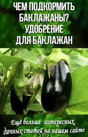 чем подкормить томаты во время цветения и завязывания плодов Chem Podkormit Baklazhany Udobrenie Dlya Baklazhan Ovoshnoj Ogorod Posadka Ovoshej Ogorodnichestvo