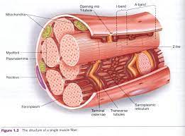 Myofibrils Complete Soccer Training Functional Anatomy Of The Skeletal Muscle Skeletal Muscle Anatomy Smooth Muscle Tissue Skeletal Muscle