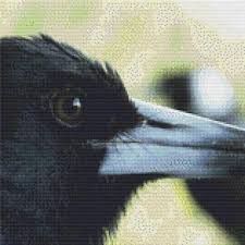 All cross stitch patterns are copyright robin hobbs and are for personal use only. Crow Close Up Cross Stitch Pattern