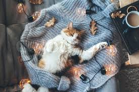 Stock Image Of Lazy Cat Is Sleeping On Soft Woolen Sweater On Sofa Decorated With Led Lights Winter Or Autumn Weekend Concept Top View Cat Feline Cats