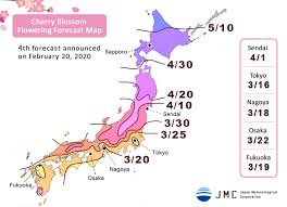 Cherry cherry drifts from college dropout to army full cherry 2021: Cherry Blossom Viewing In Japan Sakura Forecast 2021