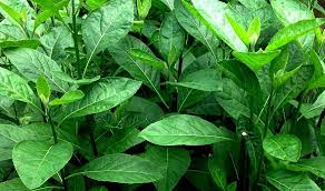 Jika hal ini terjadi, maka tubuh tidak memiliki kemampuan untuk memproduksi insulin sehingga kadar gula dalam darah bisa sangat tinggi. Sebutkan Kegunaan Dan Ciri Ciri Tanaman Obat Daun Afrika Brainly Co Id