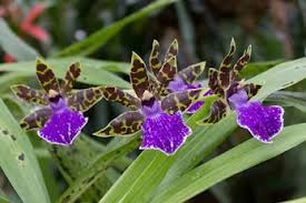 Image result for Aerangis appendiculata